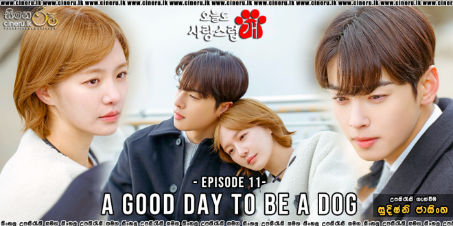 A Good Day To Be A Dog (2023) S01E11 Sinhala Subtitles