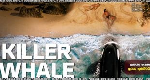 Killer Whale (2026) Sinhala Subtitles